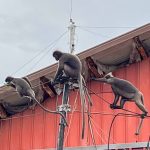 Independent BCUC review of BC Hydro’s capital spending is at risk