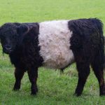 FortisBC expands its renewable natural gas program