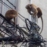 BC budget signals further interference with BC Hydro rates